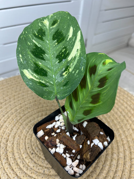 Prayer Plant(Maranta) Variegated 5