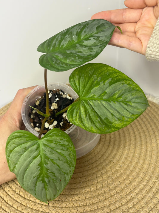 Philodendron Majestic 2