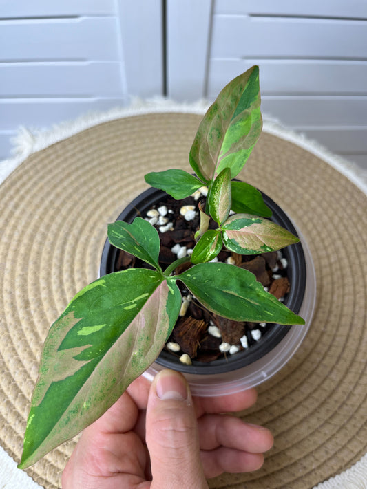 Syngonium Red Spot Tricolour 5
