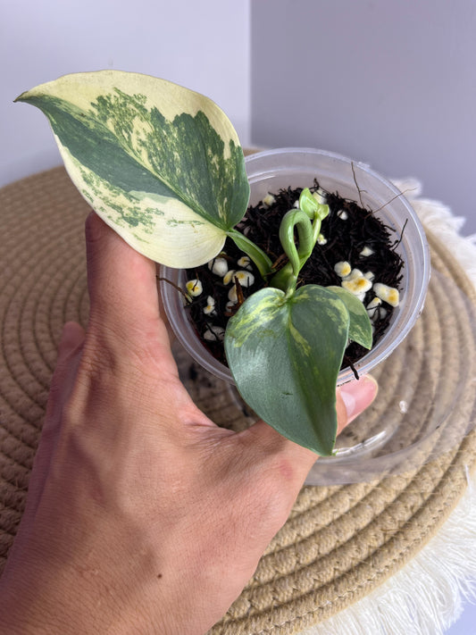 Philodendron Silver Sword Variegated 1
