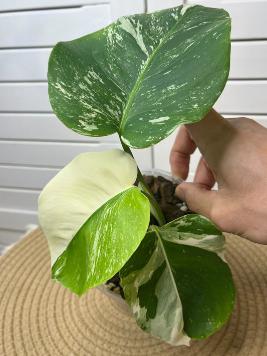 Monstera Borsigiana Albo Variegated 5