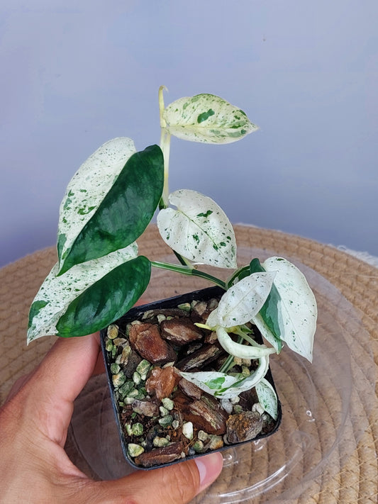 Epipremnum Pinnatum Marble 5