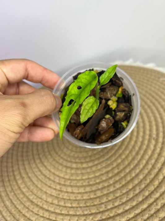 Monstera Obliqua Peru A