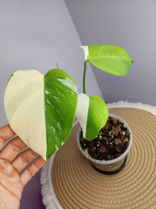 Monstera Borsigiana Albo Variegated E