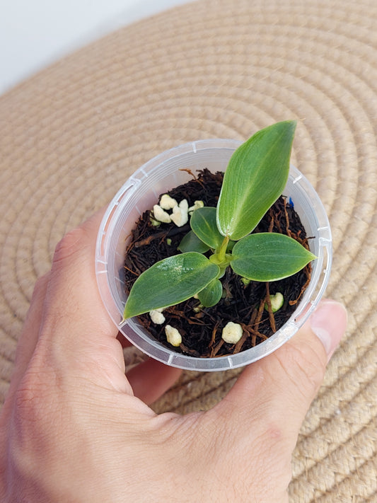 Philodendron Spiritus Sancti A