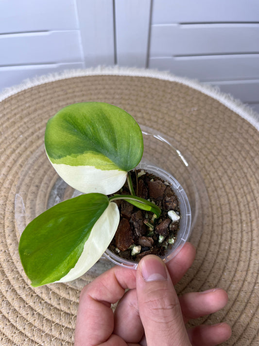 Philodendron Hederaceum(Heartleaf) ALBO Variegated 1