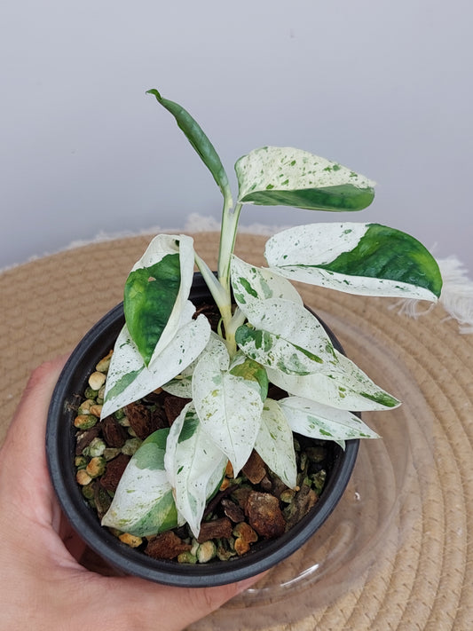 Epipremnum Pinnatum Marble 5