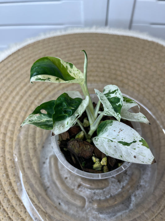Epipremnum Pinnatum Marble 5