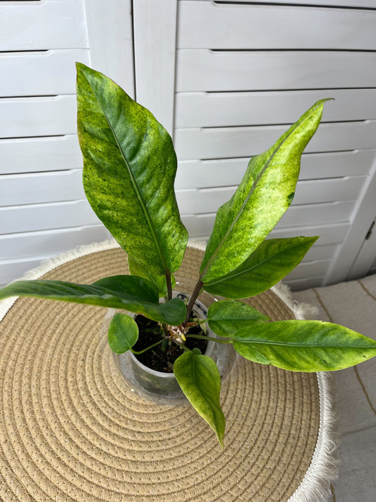 Anthurium Hookeri Variegated 5
