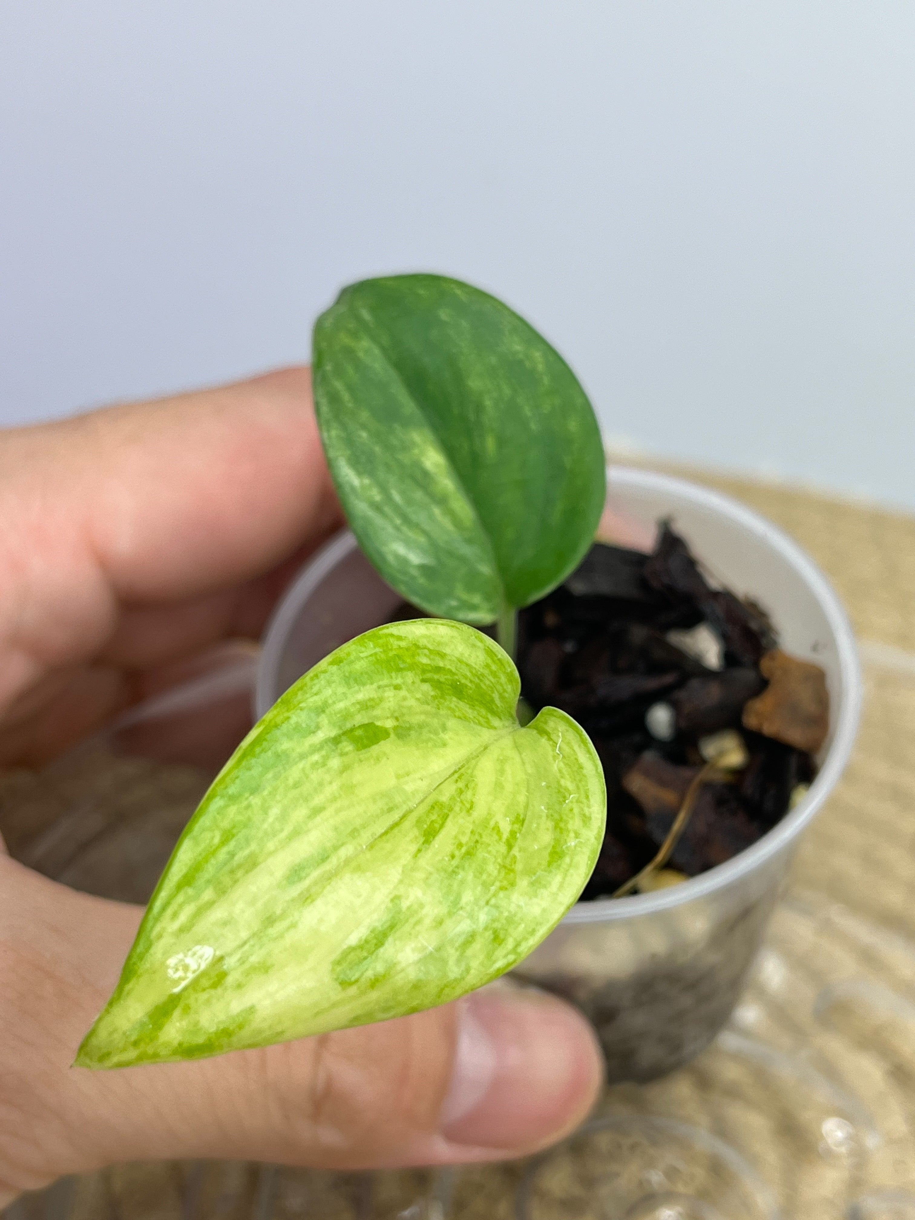 Scindapsus Blue Aurea 2 – SOUL PLANT