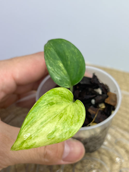 Scindapsus Blue Aurea 2