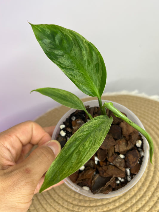 Scindapsus Perakensis Mint A
