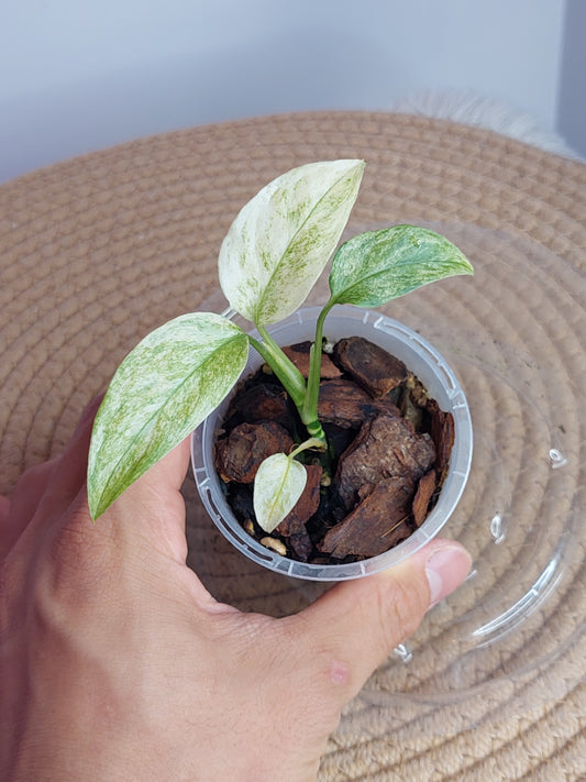 Monstera Adansonii Laniata Mint - 1