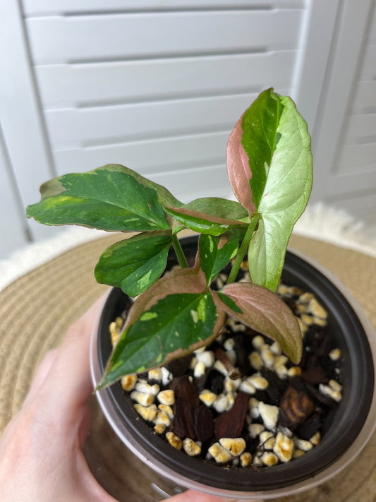 Syngonium Red Spot Tricolour #5