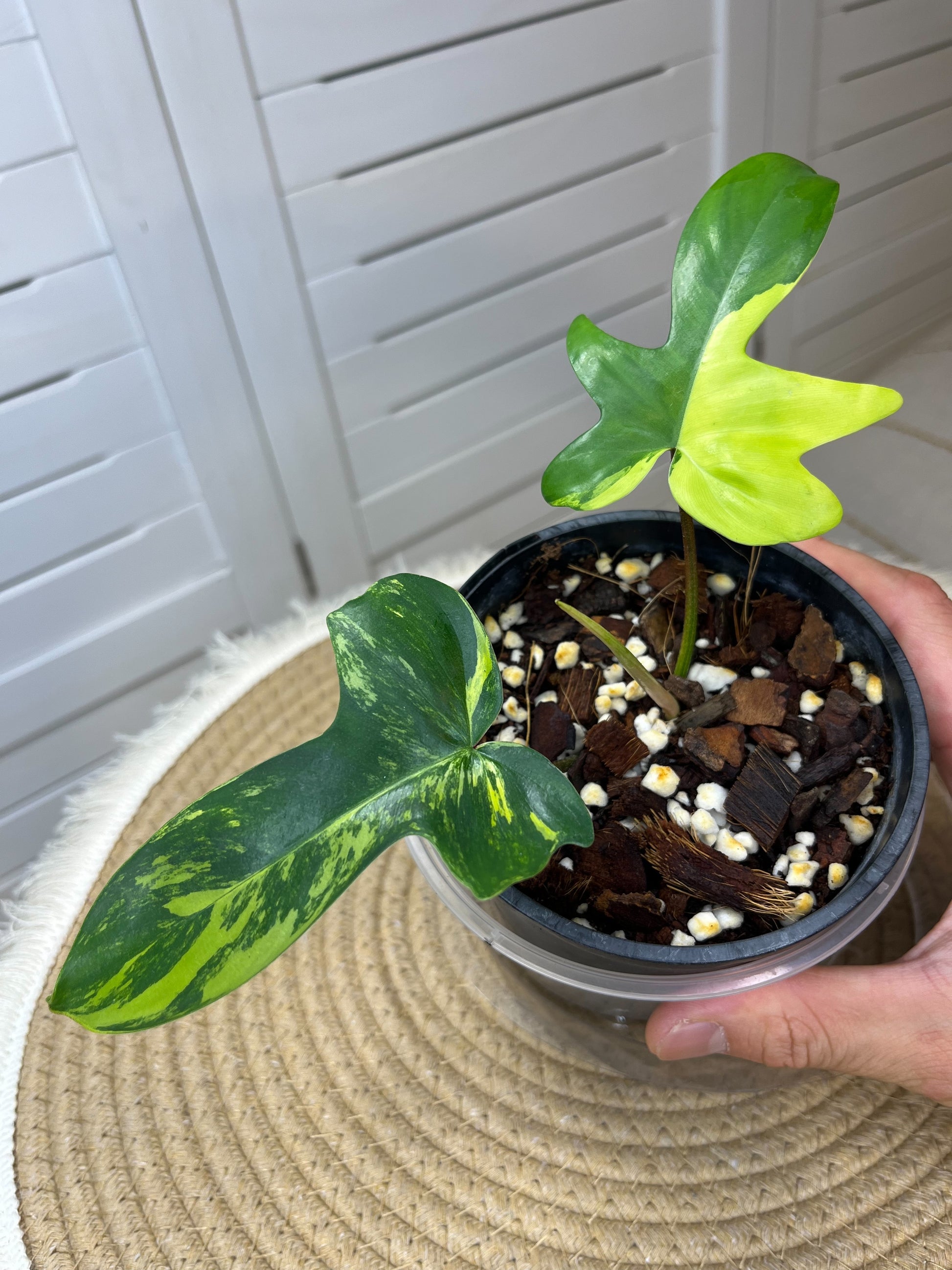 philodendron florida nz Philodendron Florida Beauty variegated #A – SOUL PLANT