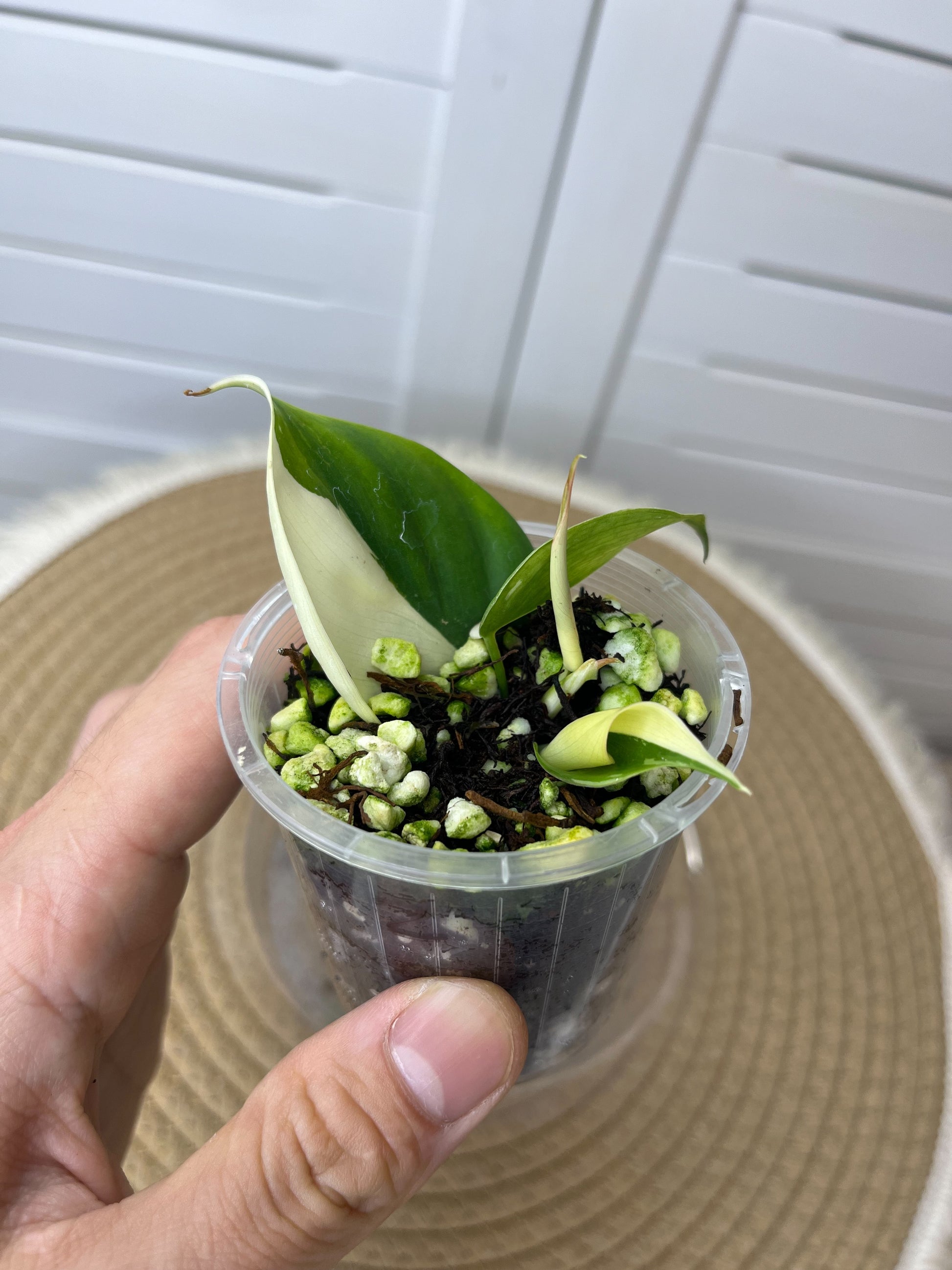 philodendron hederaceum albo Philodendron Hederaceum(Heartleaf) ALBO Variegated 2 – SOUL PLANT