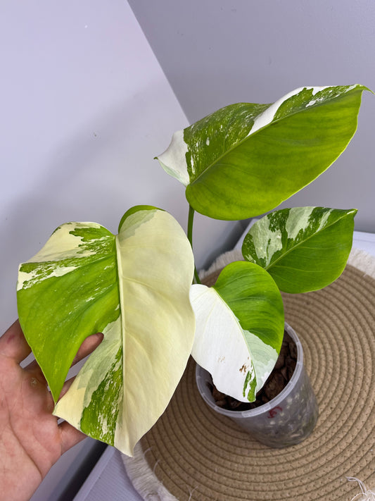 Monstera Borsigiana Albo Variegated A