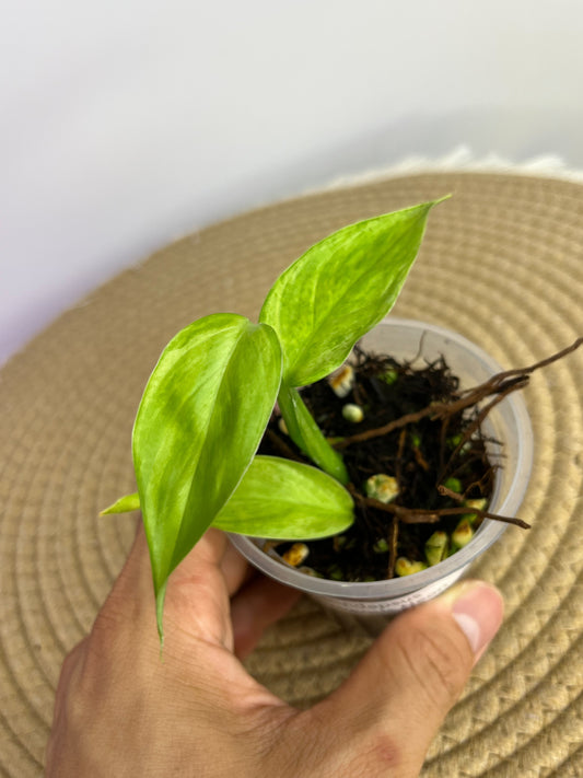 Scindapsus Perakensis Mint B