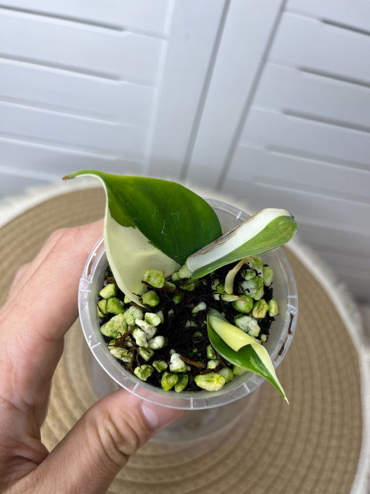 Philodendron Hederaceum(Heartleaf) ALBO Variegated 2