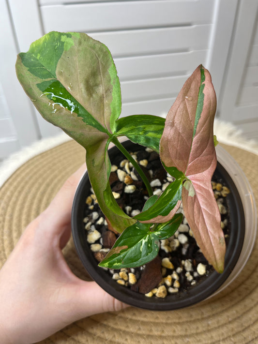 Syngonium Red Spot Tricolour #6