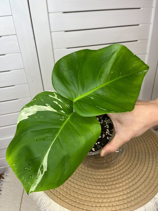 Monstera Borsigiana Albo Variegated 6