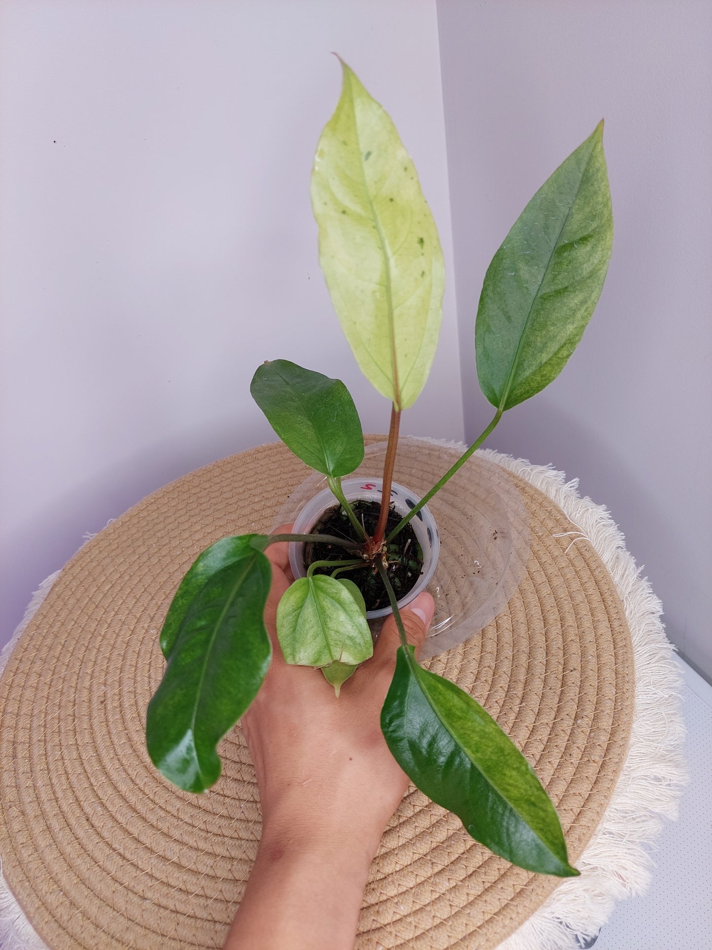 Anthurium Hookeri Variegated 2