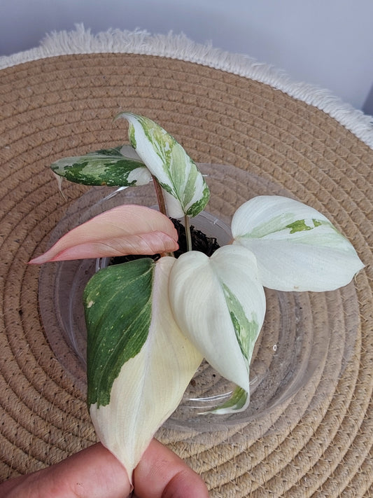 Philodendron Gloriosum Variegated #A