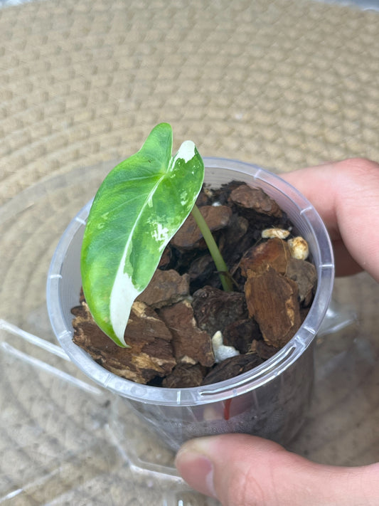 Alocasia Macrorrhiza Variegated pup -1