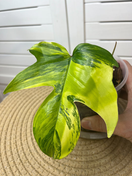 Philodendron Florida Beauty variegated A