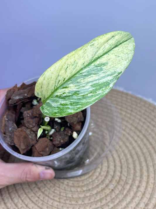 Scindapsus Longistipitatus Marble 2