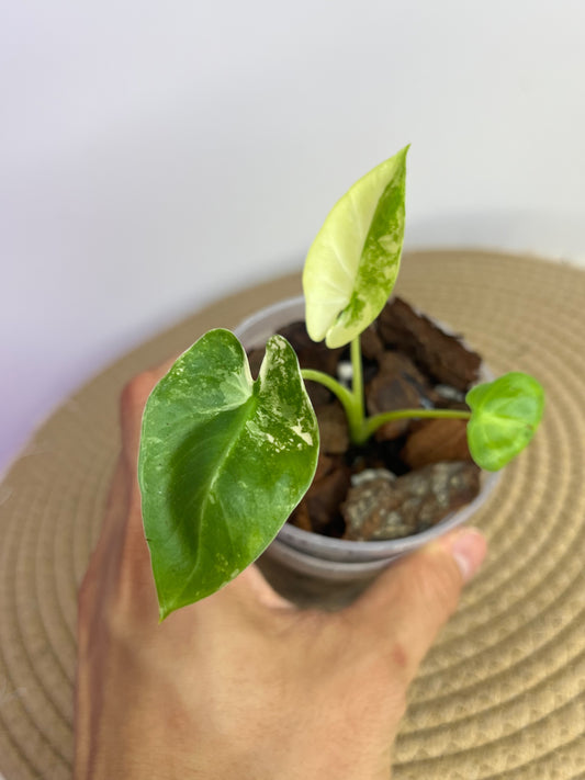 Alocasia Macrorrhiza Variegated A