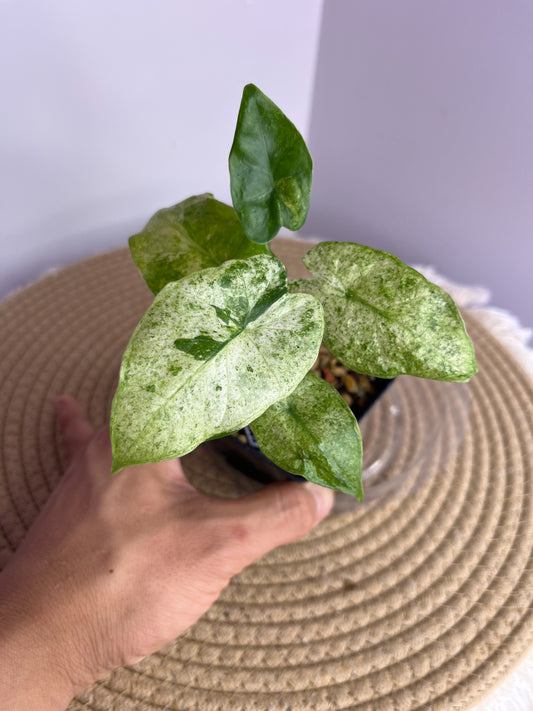 Alocasia Odora Batik Variegated 2