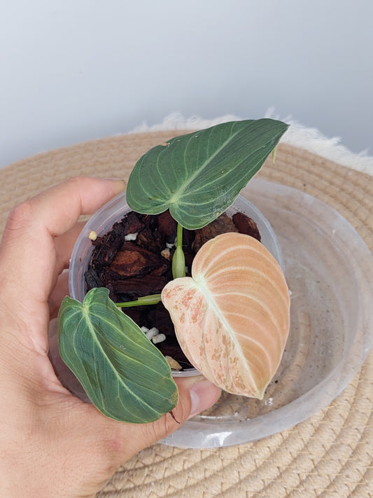 Philodendron Melanochrysum Variegated - (1)