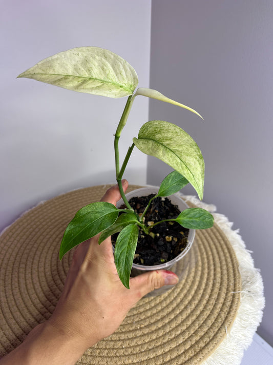 Monstera Laniata variegated 1