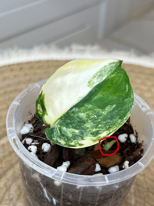 Scindapsus Jade Satin Variegated #A