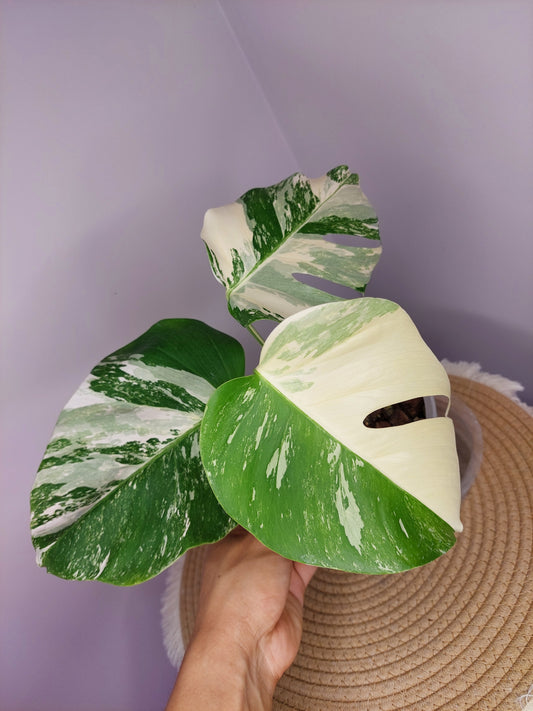 Monstera Borsigiana Albo Variegated - (1)