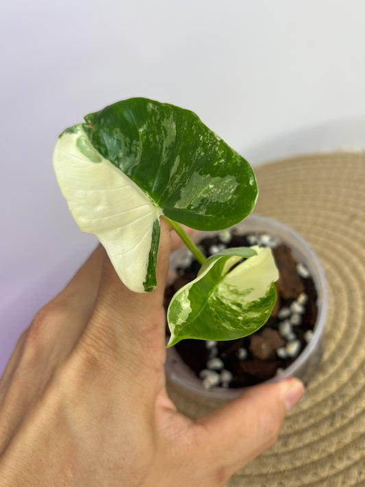 Alocasia Macrorrhiza Variegated B