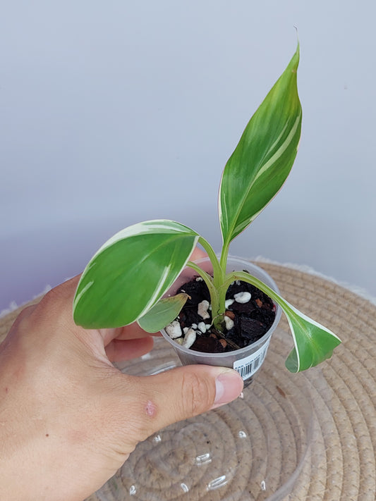 Musa Nono(Banana) Variegated #1
