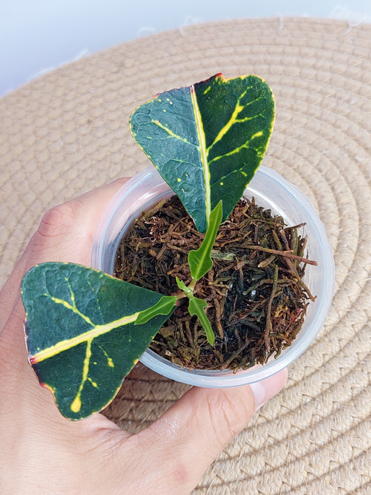 Croton Arrowhead - 4