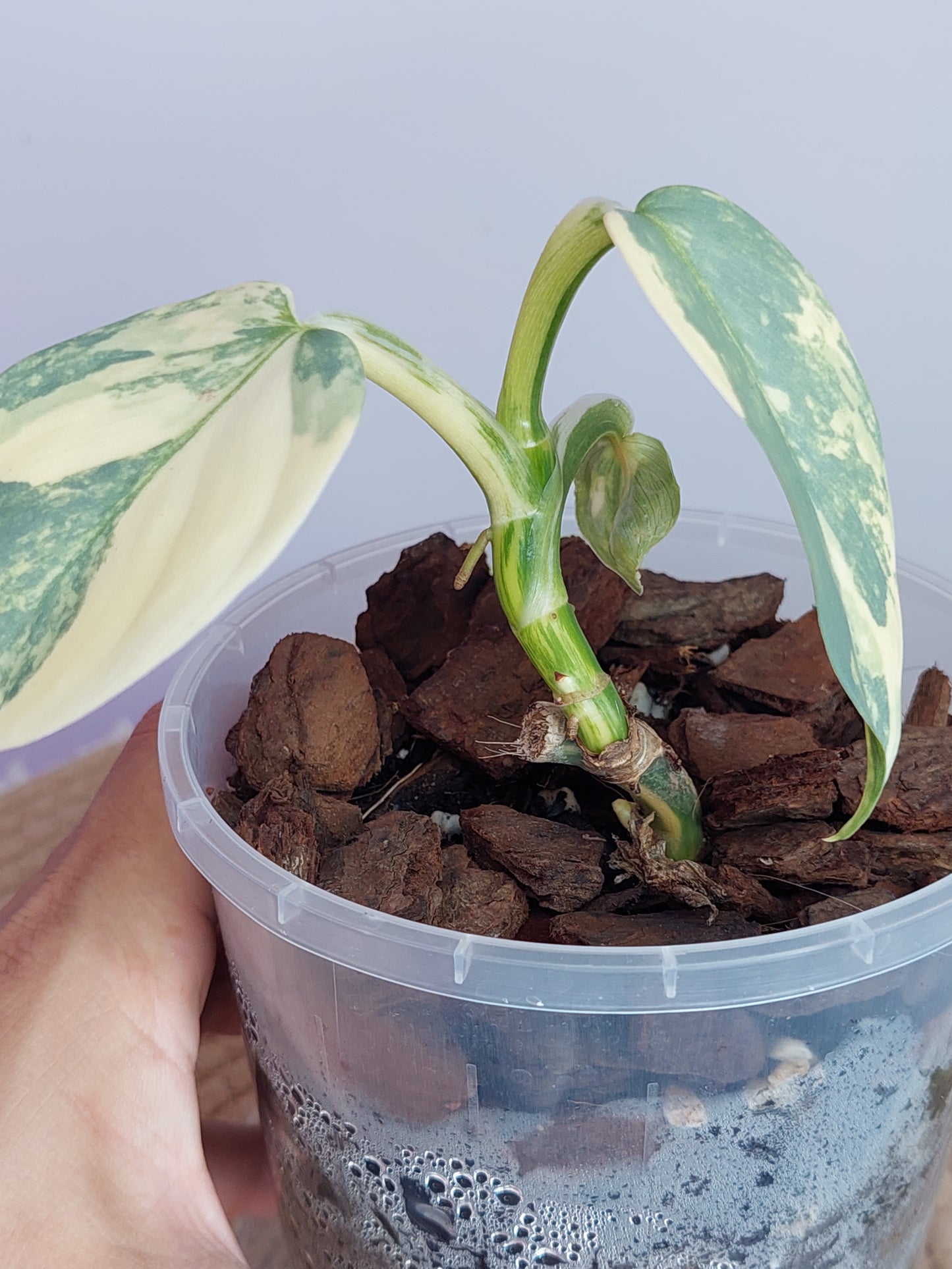 Philodendron Silver Sword Variegated #1