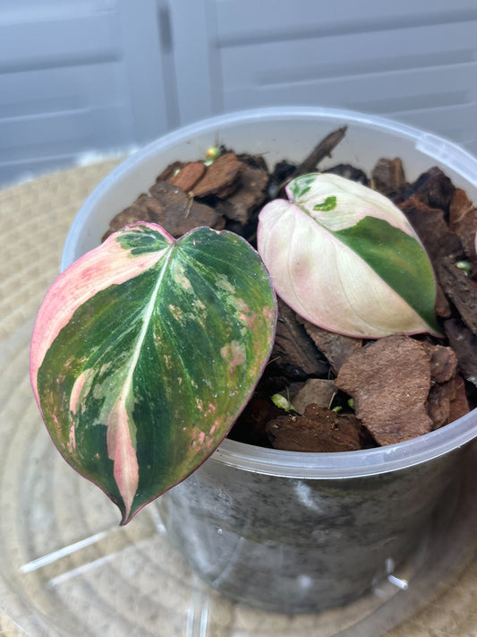Philodendron Mican Variegated -1