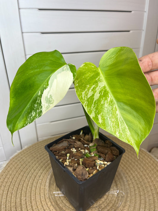 Monstera Borsigiana Albo Variegated 9