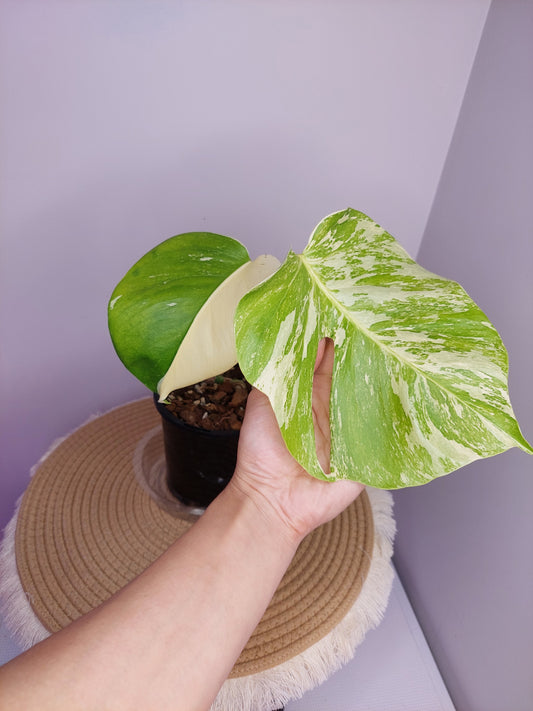 Monstera Borsigiana Albo Variegated 9