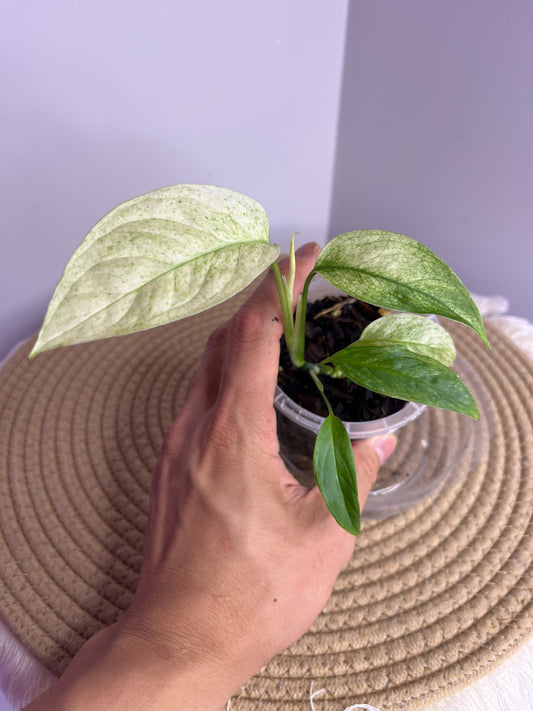Monstera Laniata variegated 2