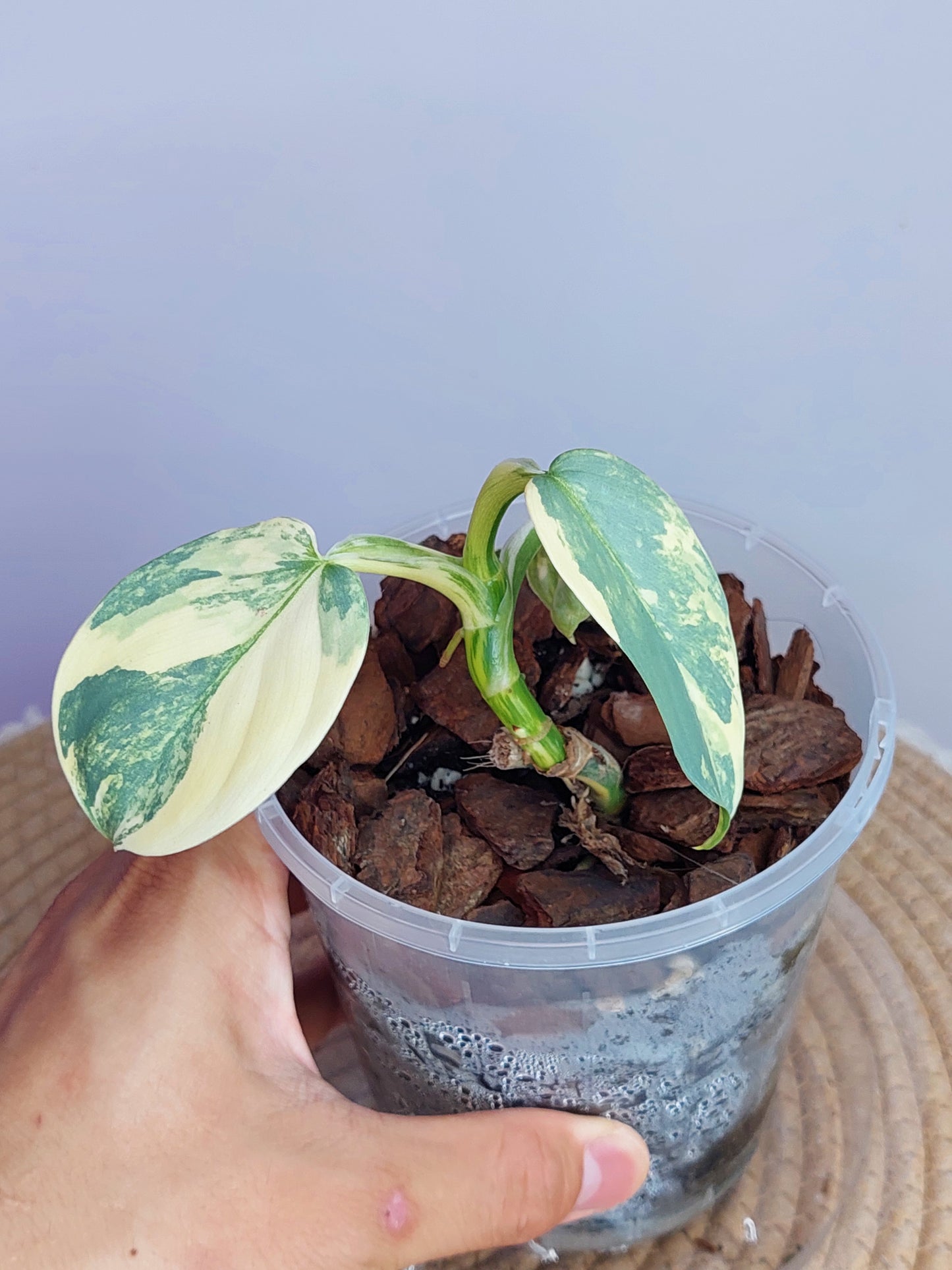 Philodendron Silver Sword Variegated #1