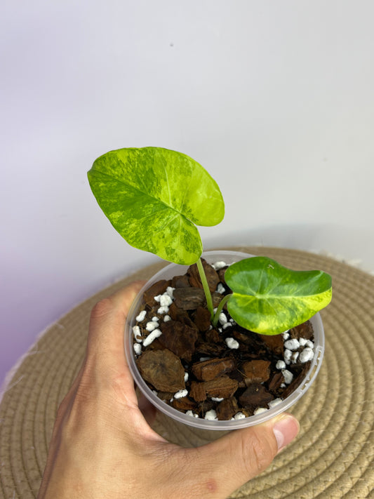 Alocasia Gageana Aurea Variegated A