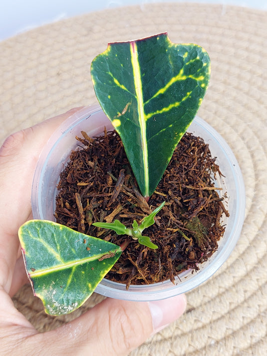 Croton Arrowhead - 5