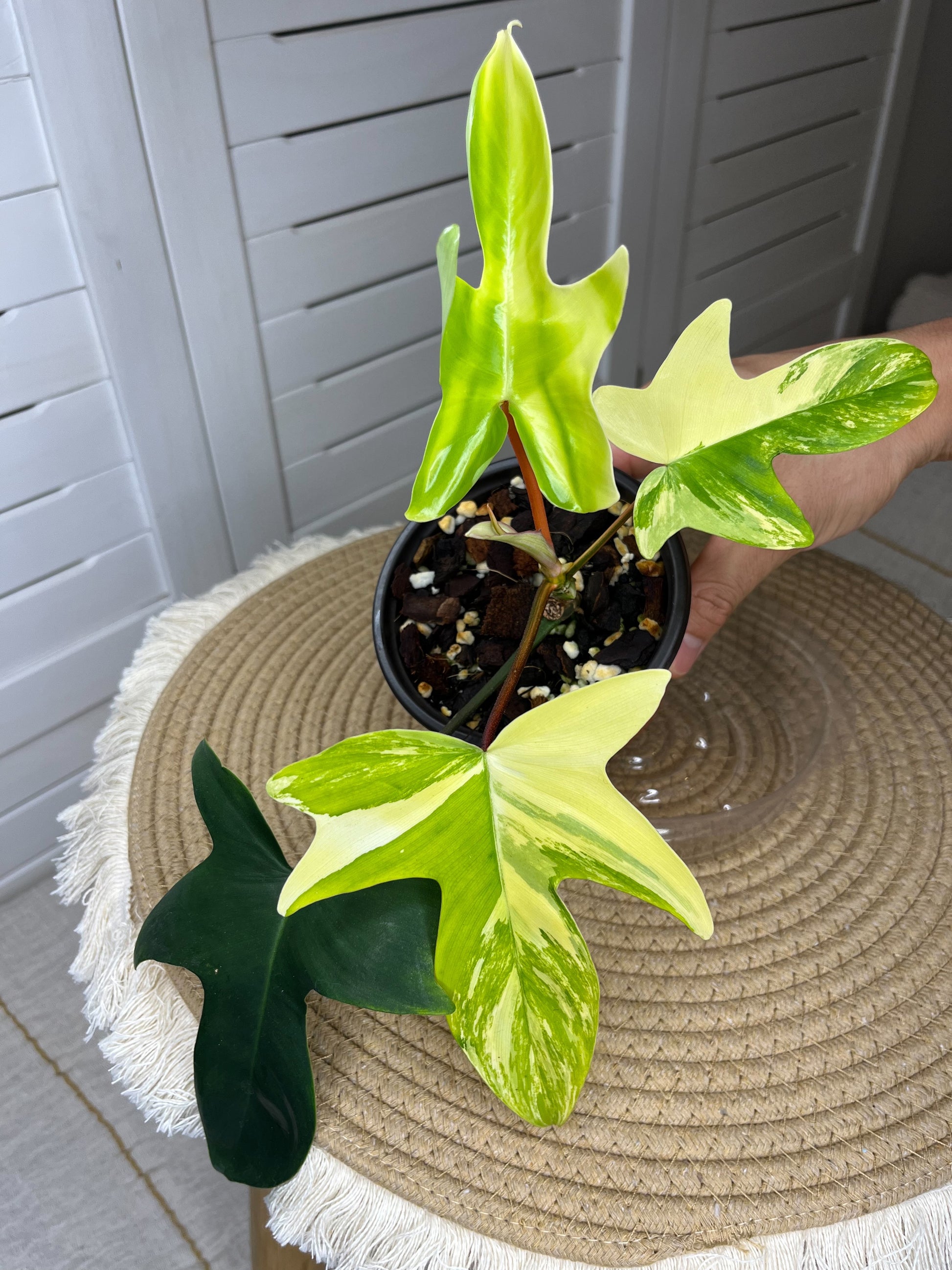 philodendron florida nz Philodendron Florida Beauty Highly variegated #A – SOUL PLANT