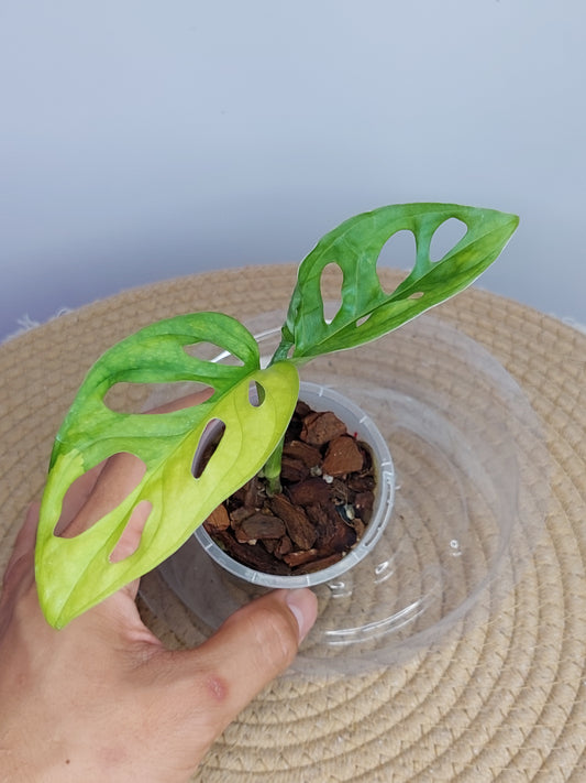 Monstera Monkey Mask(Adansonii) Aurea Variegated 1
