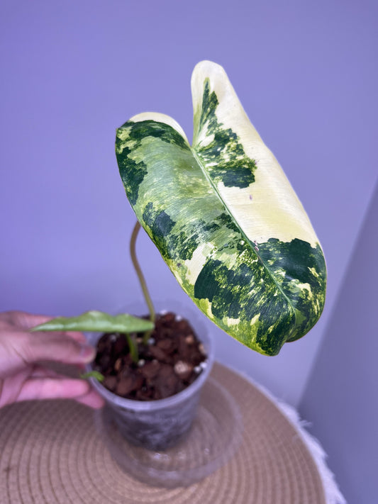 Philodendron Burle Marx variegated 1